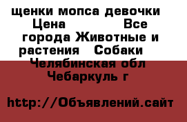 щенки мопса девочки › Цена ­ 25 000 - Все города Животные и растения » Собаки   . Челябинская обл.,Чебаркуль г.